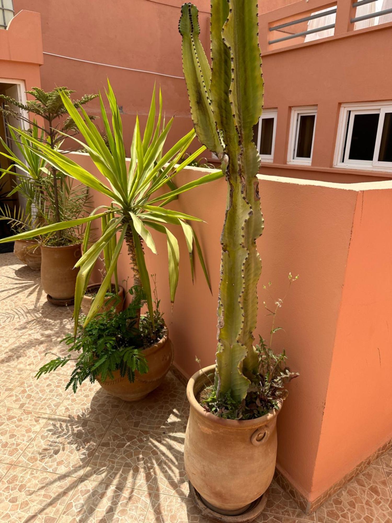 Europa Mirlef T Aventur Guest House Mirleft Εξωτερικό φωτογραφία
